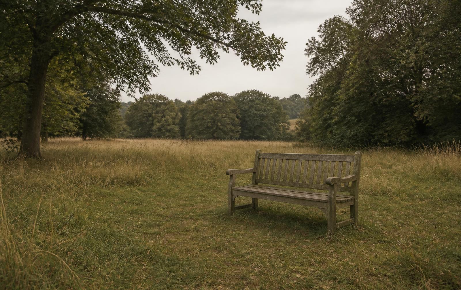 An empty wooden bench in a quiet clearing surrounded by long grass