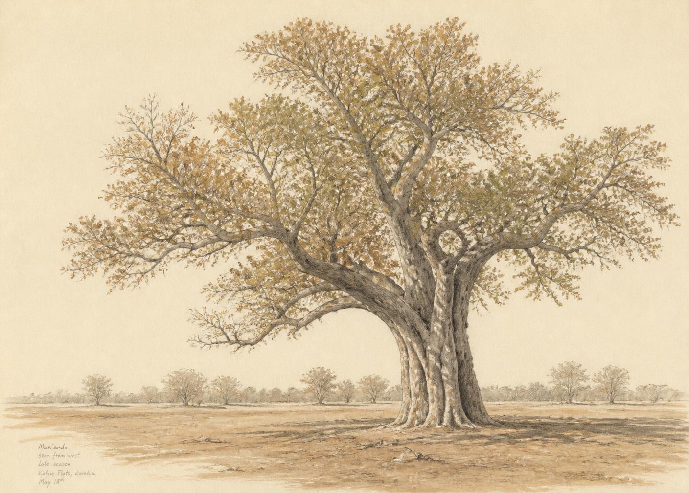 Pencil and watercolour botanical study of a broad indigenous Mun'ando tree seen from the west in late season, thinning ochre leaves, bark texture carefully rendered, bare swept ground beneath
